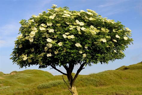 Elder Tree: A Guide to Identifying and Appreciating this British Tree
