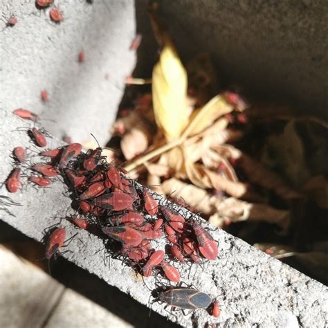 INFÓRMATE SOBRE EL “CHINCHE DEL ARCE” (Boisea trivittata ...