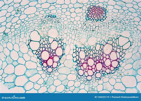 Cross Sections of Plants Stem Show Plant Vascular Tissue Under ...