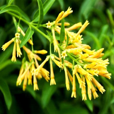 Buy Yellow Raat Rani Plant - Cestrum Nocturnum online at best price