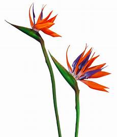 fiori tropicali fiore tropicale strelitzia grande fiori e fiori tropicali fiore tropicale strelitzia grande fiori e