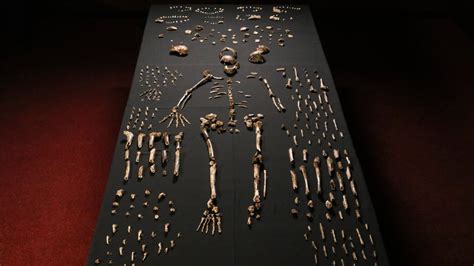 Homo Naledi, New Species in Human Lineage, Is Found in South African Cave - The New York Times