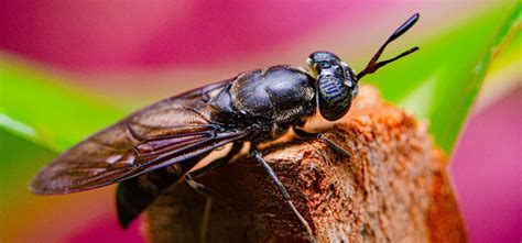 What Is Black Soldier Fly And How Is It An Alternative To Conventional ...