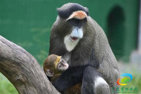 [深圳] 野生动物园“博士猴”悉心照顾“三胎”