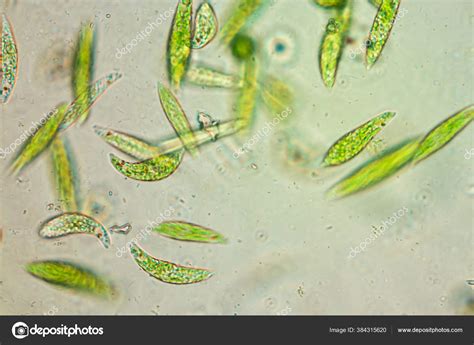 Euglena Genus Single Celled Flagellate Eukaryotes Microscopic View Education — Stock Photo © p ...