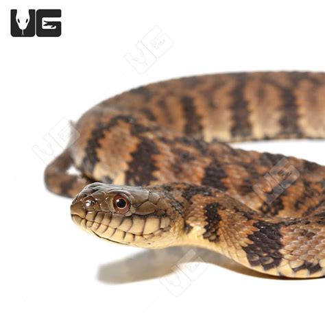 Diamondback Water Snake 的图像结果