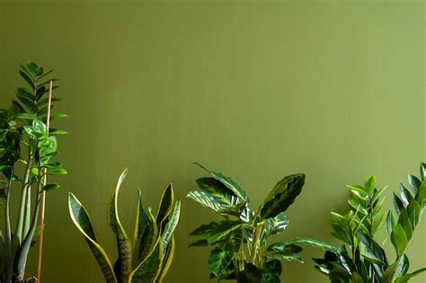 Green Screen Background for Zoom 的图像结果