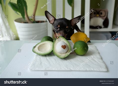Are Dogs Like Avocado