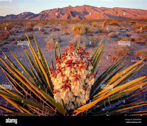 Yucca (Yucca schidigera) plant in desert and Virgin Mountains in ...