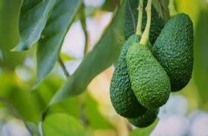 SHYAM 1Healthy Frash Food "Green Avocado Fruit"Plant Tree Seed Price in ...