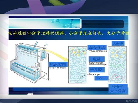 蛋白电泳的临床应用-长江航运总医院