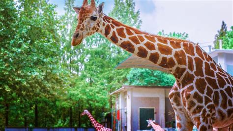 Do Giraffes Get Dizzy? | Times Knowledge India