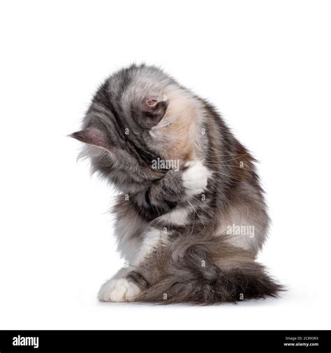 Cute silver tortie Maine Coon cat, sitting facing front. Paw over head ...