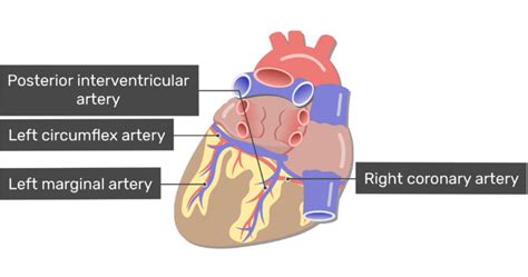 Coronary Arteries