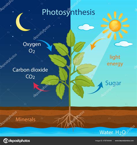 Cellular Respiration In Plants Diagram
