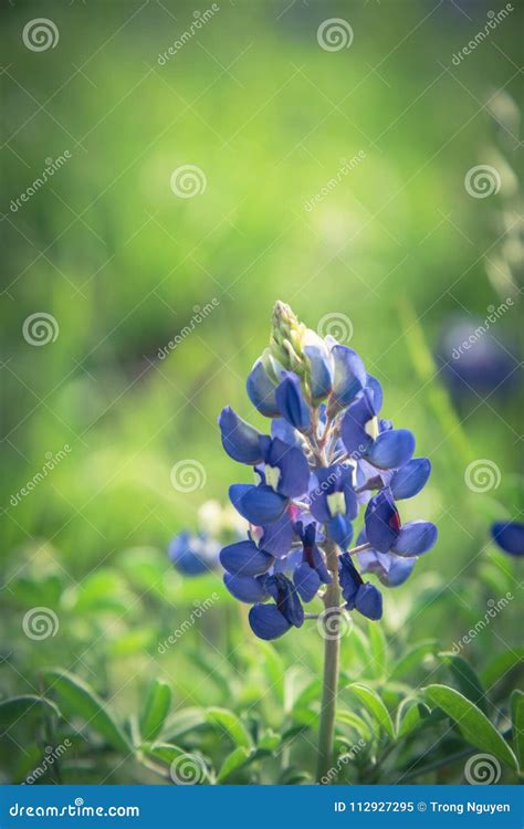 Close-up of Bluebonnet the State Flower of Texas, USA Stock Image ...