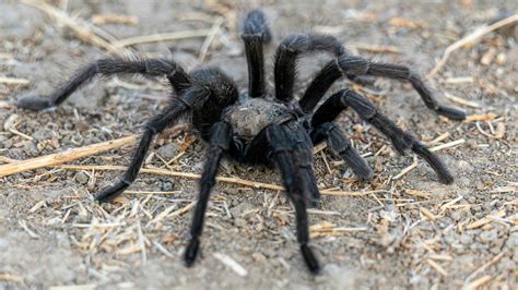Confirmed: Tarantulas preparing mass migration through five western ...
