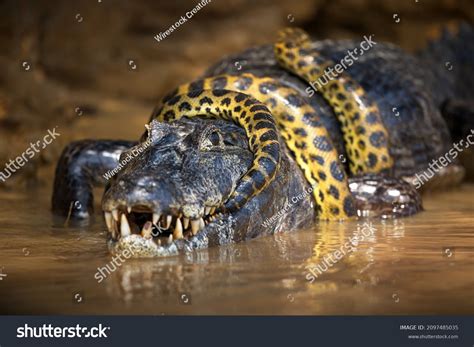 Anaconda Teeth