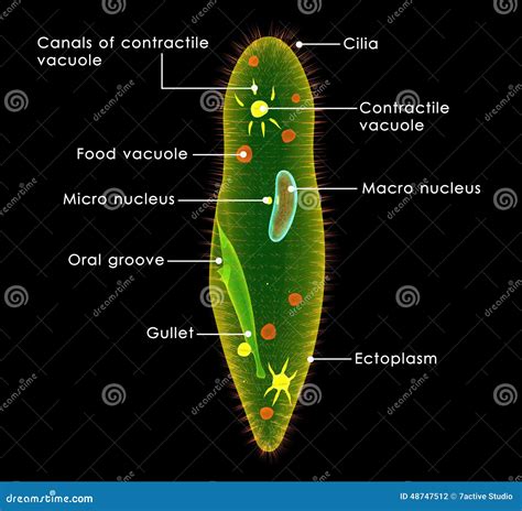 Ciliophora Paramecium