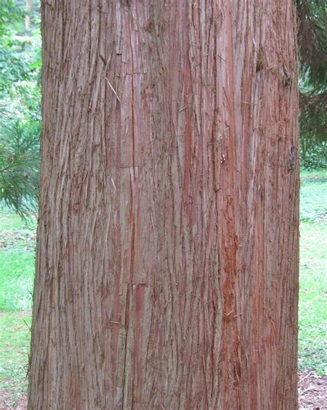 Japanese Red Cedar - Tree Guide UK - Japanese Red Cedar identification