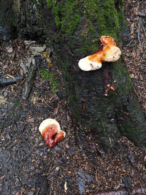 Found in southern Quebec... Reishi? : r/whatisthismushroom - founded quebec