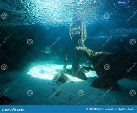 Healthy Coral Reef with Shark Stock Photo - Image of hunting, portrait ...