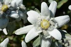 fiore edelweiss alpaflor 174 edelweiss alpaflor 174 our product overview fiore edelweiss alpaflor 174 edelweiss alpaflor 174 our product overview