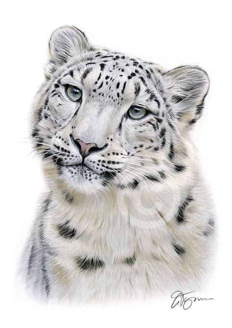 Snow Leopard Blue Eyes Drawing