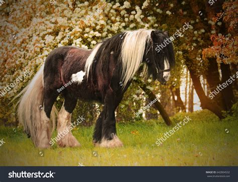 Beautiful Horse Breed Irish Cob Gypsy Stock Photo 642804532 | Shutterstock