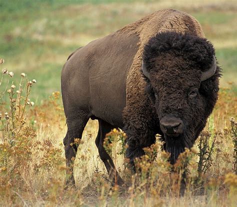 Buffalo: The Sacred Symbol of American Indian Culture