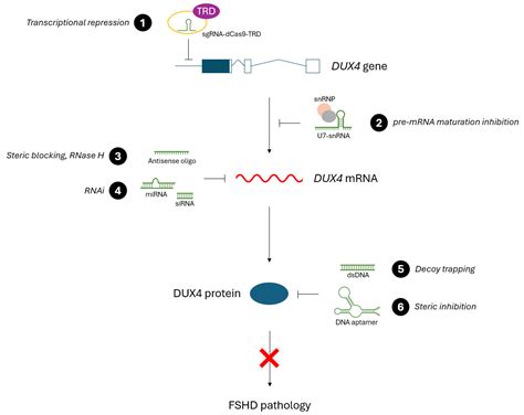 Oligonucleotide Therapies for Facioscapulohumeral Muscular Dystrophy ...