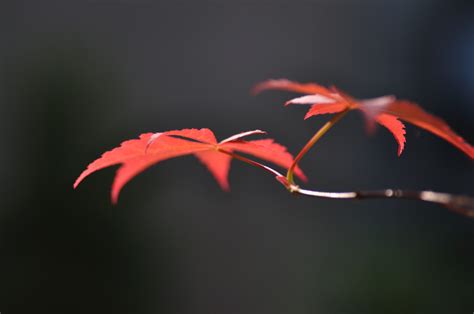 枫叶,红色,白色背景,自然,垂直画幅,秋天,无人,枫树,白色,植物摄影素材,汇图网www.huitu.com
