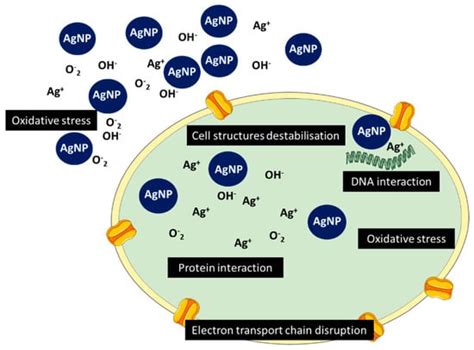 Metal-Based Nanoparticles as Antimicrobial Agents: An Overview
