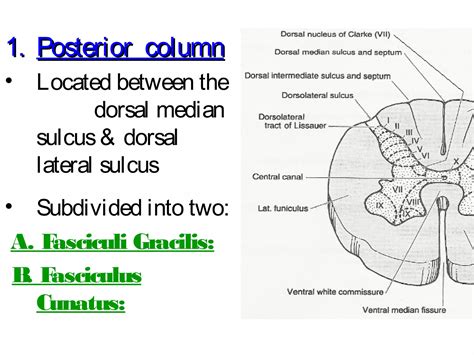 Ascending & Descending Tracts Of The Spinal Cord | PPT