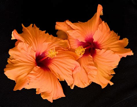 [100+] Hibiscus Flower Wallpapers | Wallpapers.com