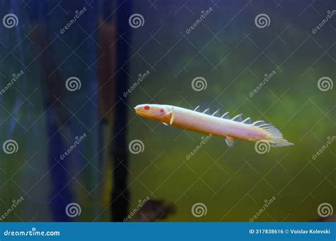 Albino Senegal Bichir (Polypterus Senegalus), Rare Image Stock Photo ...