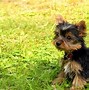 Image result for A Cute Baby Dog