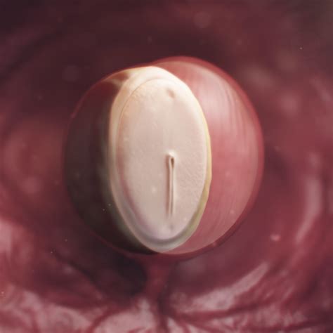 How Big Is A Baby At 4 Weeks at Nathan Lozano blog