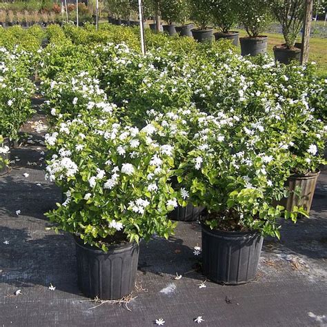 Downy Jasmine (Jasminum Multiflorum) "White Kunda" - Plant – Lalit ...
