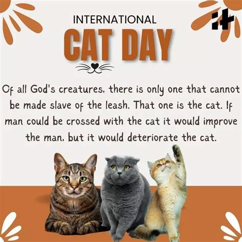 International Cat Day 2023 Best Wishes, Images, Quotes, Greetings ...