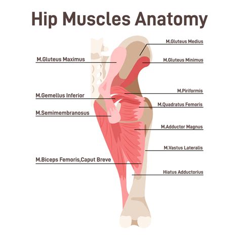 22 Best Hip Exercises to Strengthen Your Hip Muscles