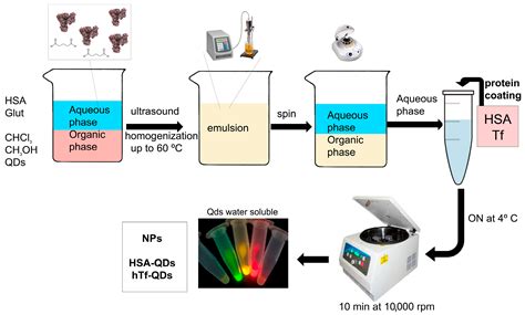 Two-Step Preparation of Protein-Decorated Biohybrid Quantum Dot ...