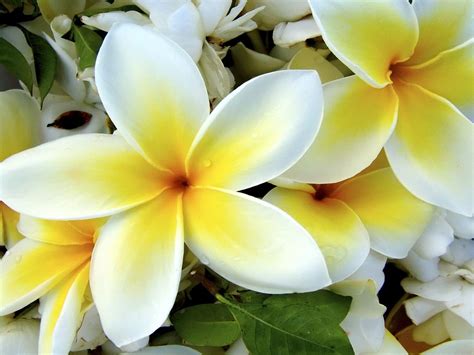 Hawaiian Flowers Wallpapers - Wallpaper Cave