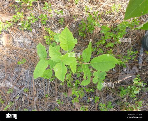 Atlantic poison oak (Toxicodendron pubescens) Plantae Stock Photo - Alamy