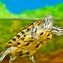 Image result for Pet Turtle