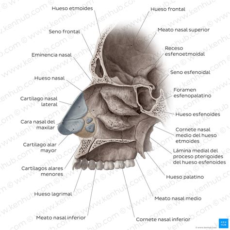 Role Des Cornets Du Nez at Lois Lumpkin blog