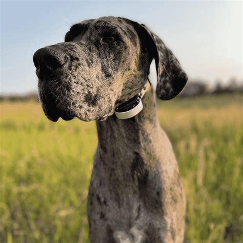 Great Dane Colors - HELLO DANES