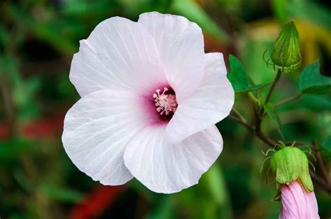 The 10 Best Perennial Hibiscus That Come Back Every Year - A-Z Animals