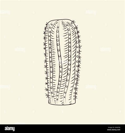 Hand drawn notocactus isolated on light background. Wild cacti sketch ...