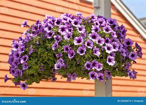 Petunia Hanging Basket stock photo. Image of petunia - 24266674
